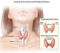 thyroid gland image